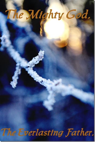 tree branch-ice crystals
