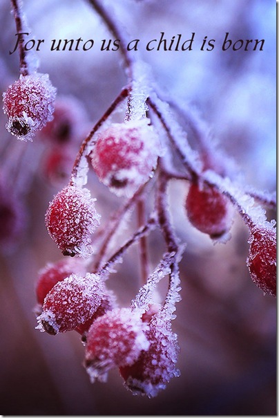 rose hips-ice crystals