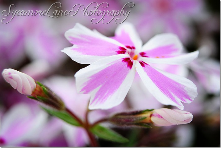 Phlox-w