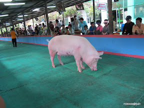 พู่กันเที่ยวศรีราชา