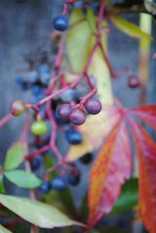 [DSC_0437[8].jpg]