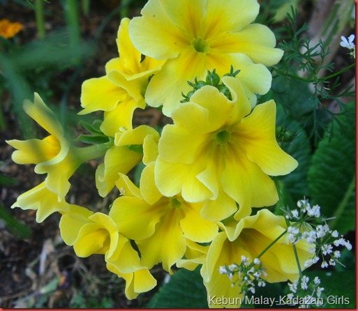 polyanthus