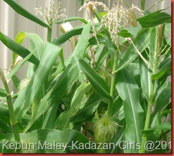 Kisah jagung (5) Kisah jagung (5)