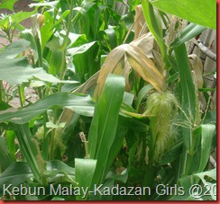 Kisah jagung (6) Kisah jagung (6)