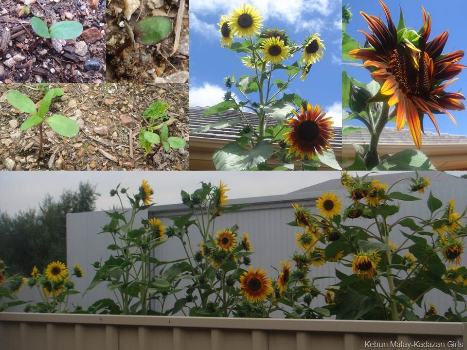 [Evening sun sunflower seedlings[11].jpg]