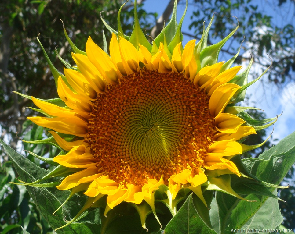 [Sunflower-mamoth-103.jpg]