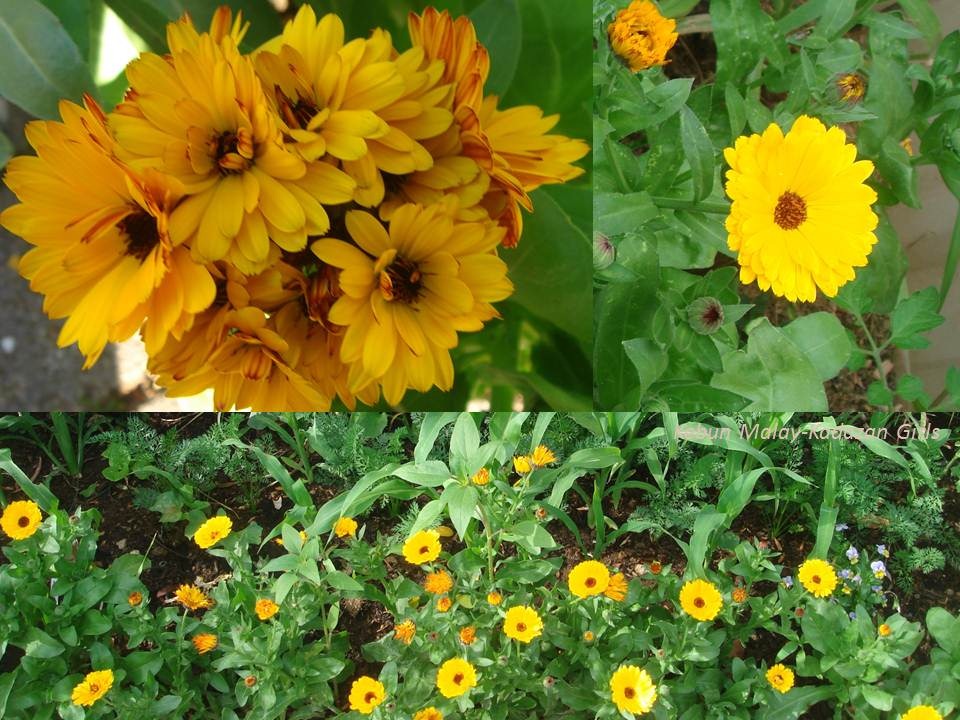 [Calendula Sunshine[4].jpg]