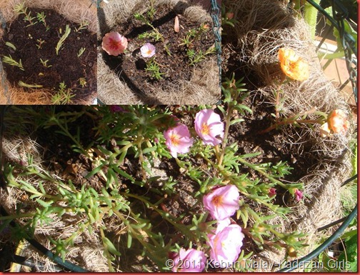 Portulaca propagation