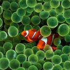 Mac OS X Tiger Wallpapers