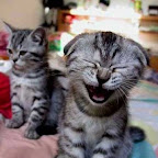 Kitties