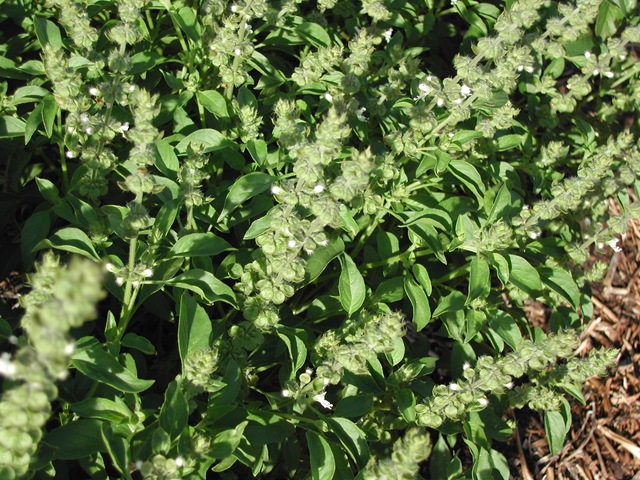 [Basil - sweet - flowering[2].jpg]