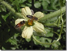 Watermelon flower with bee