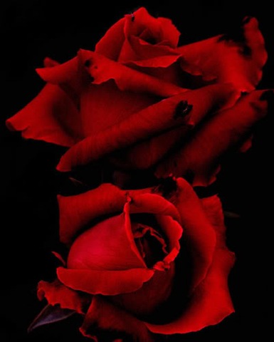 [red_roses_in_black-1[5].jpg]