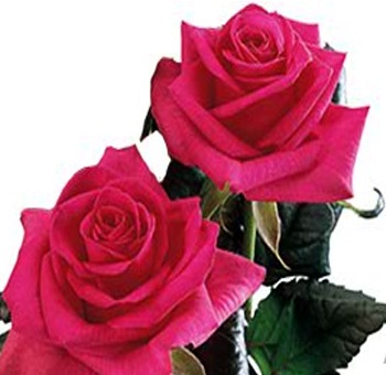 [deep-pink-rose[11].jpg]