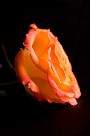 orange-rose-side-on-black3