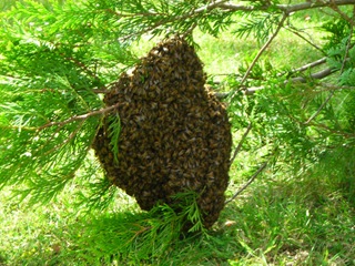 swarm_of_bees_