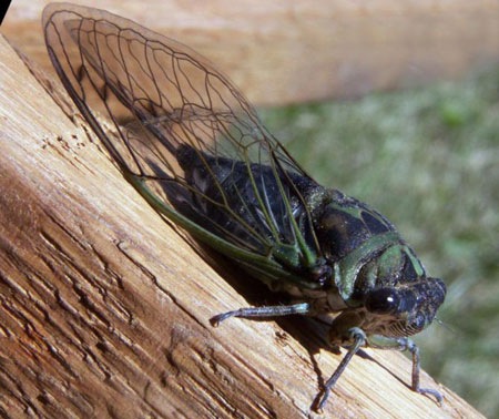 [Cicada[5].jpg]
