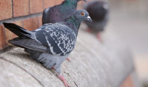[BIRDS DROPPINGS[5].jpg]