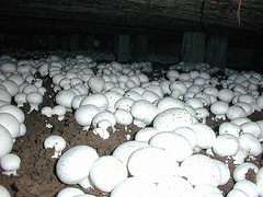 [Mushrooms[5].jpg]