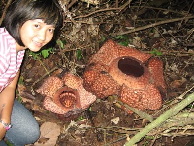 [rafflesia[5].jpg]