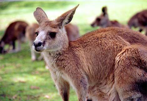 [kangaroo[5].jpg]
