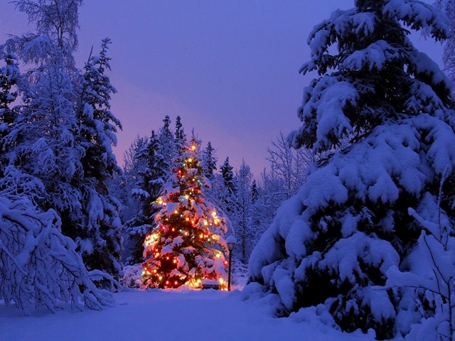 [christmas tree[5].jpg]