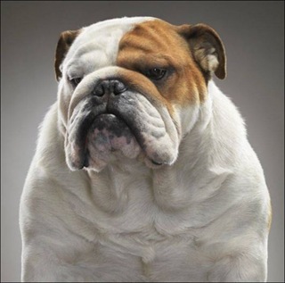 charming_dogs_portraits_01
