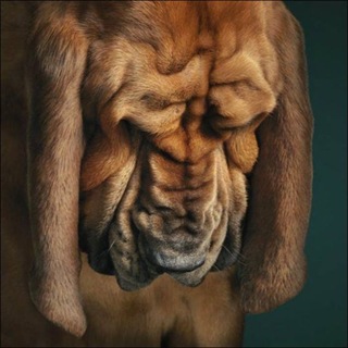 charming_dogs_portraits_07