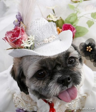 dressed_smart_dogs_02