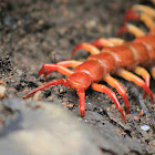 Giant Centipede