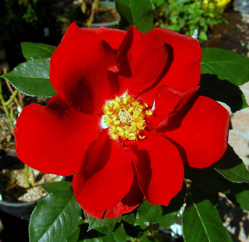 Rare Rose Auction by California Coastal Rose Society