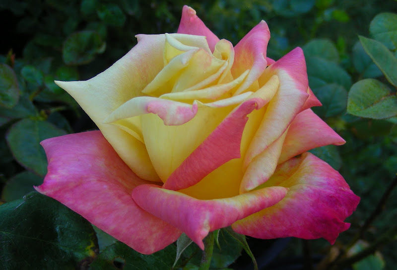 Rare Rose Auction by California Coastal Rose Society