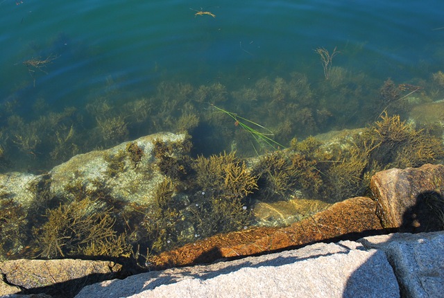 [seaweedatbreakwater2.jpg]