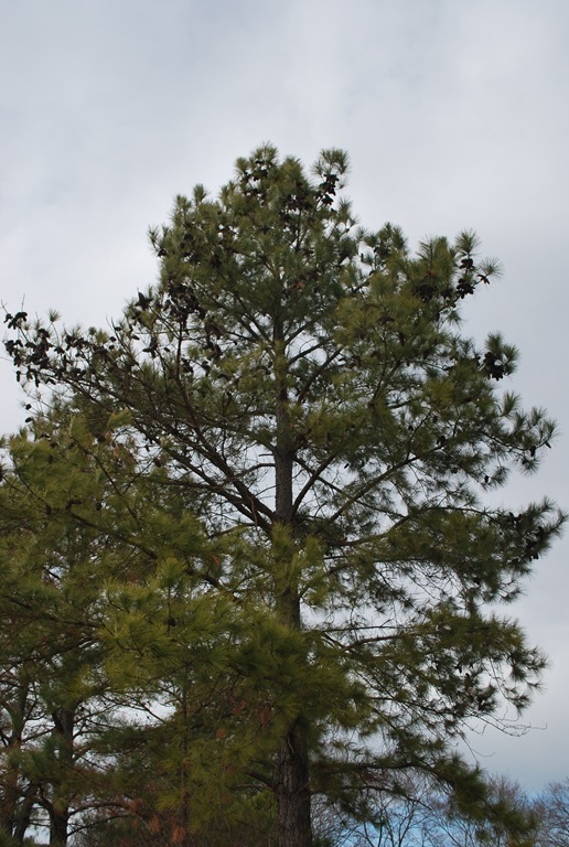 [Pine tree[5].jpg]