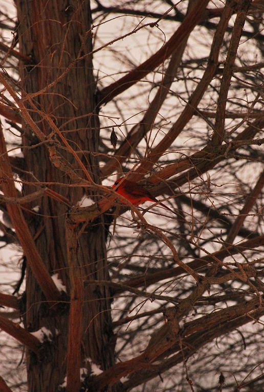 [cardinal in the tree[4].jpg]