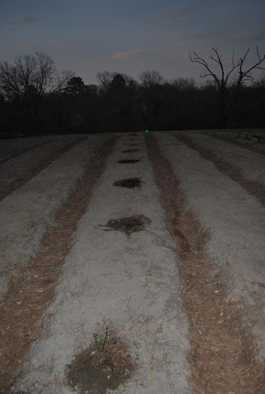 [Berry Lane[3].jpg]