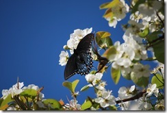 butterfly on branch 2