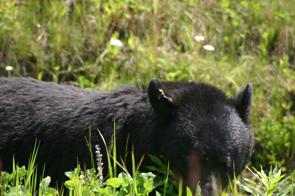 [AK09 Leg 11, Dawson Creek to Fort Nelson 002[3].jpg]