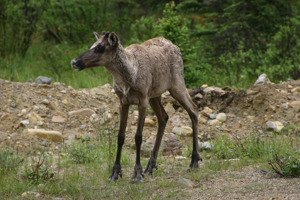 [AK09 Leg 12 Fort Nelson to Liard Hot Springs 001[3].jpg]