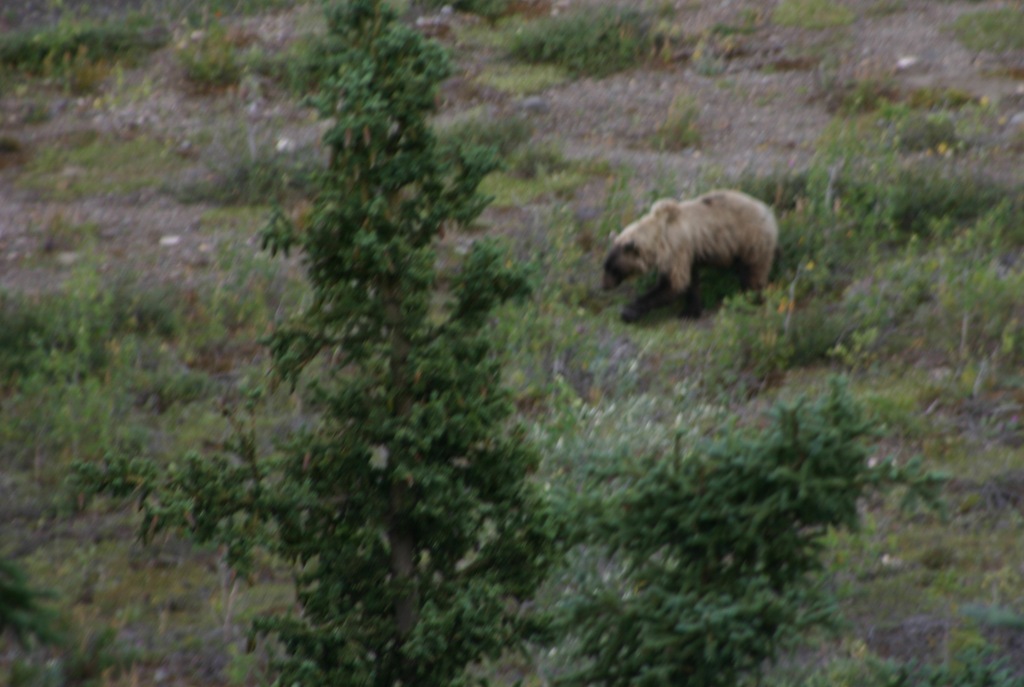[AK09 Leg 19, Fairbanks to Denali, 3 009[6].jpg]
