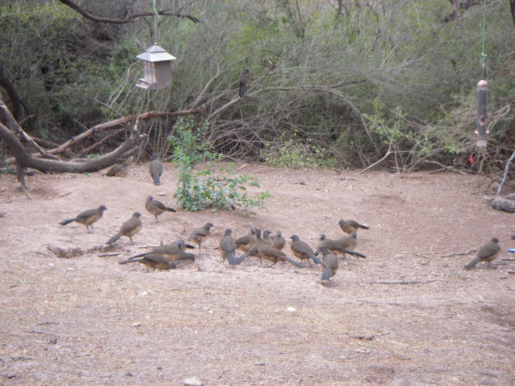 [World Birding Center Bentsen-RGV SP 016[4].jpg]