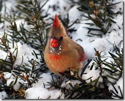 cardinal f2