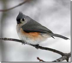 titmouse1