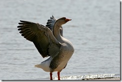 greylag1