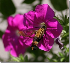 hummingbird moth4