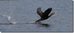 IMG_3758cp