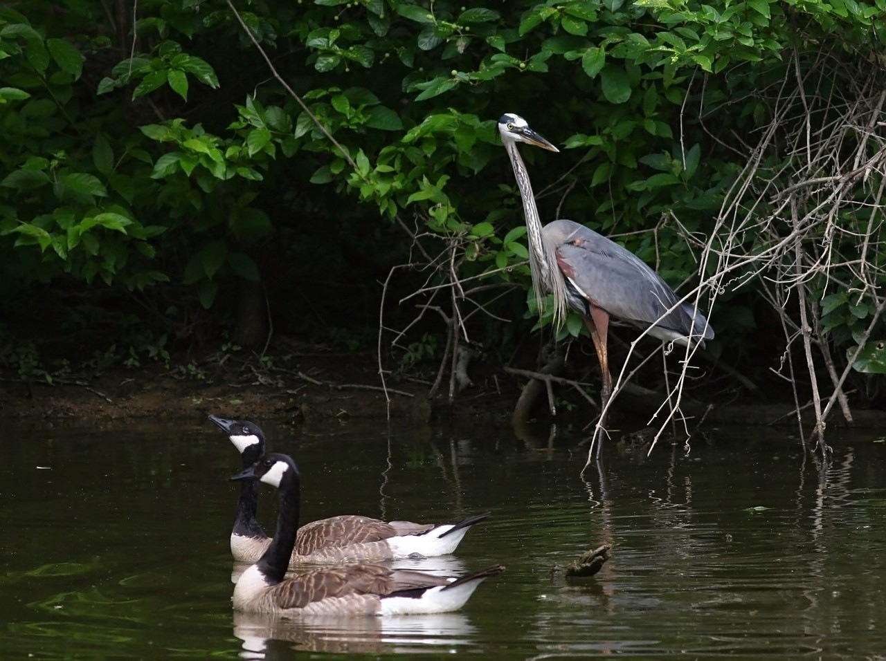 [blueheron4[8].jpg]