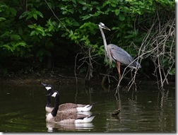 blueheron4 blueheron4