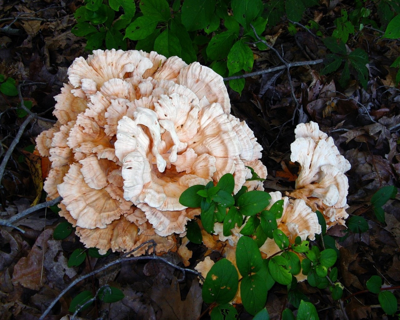 [wood fungi2[5].jpg]