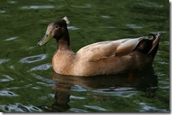 duckbrown duckbrown